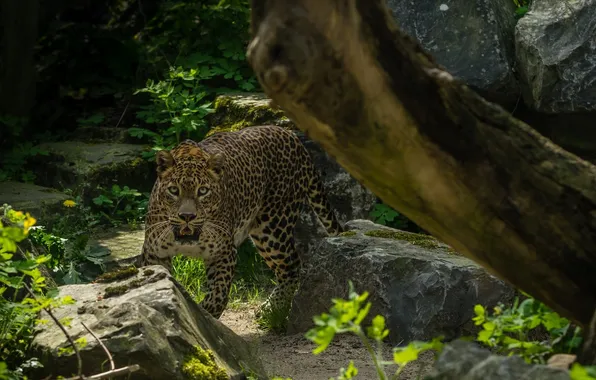 Picture face, stones, thickets, predator, leopard, wild cat