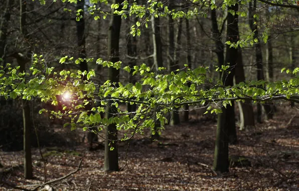 Picture FOREST, LEAVES, TREES, BRANCHES