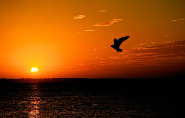 Picture the sky, the sun, trees, sunset, lake, bird