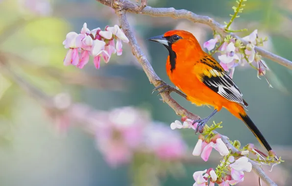 Picture bird, branch, flowering, flowers, bright, trupial, Ognennyy color trupial
