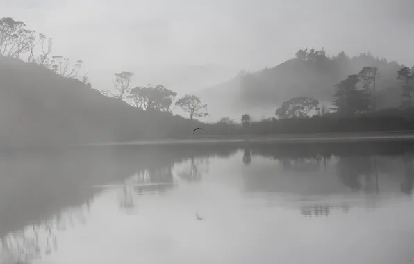 Picture trees, fog, lake, reflection, hills, bird