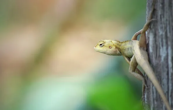 Nature, background, lizard