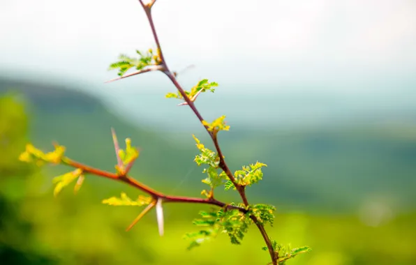Green, summer, mountains, leaves, branch, bush, sunny, silhouettes