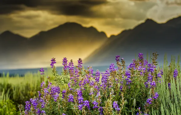 Clouds, rays, flowers, mountains