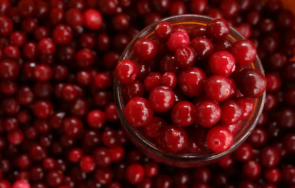 Berries, harvest, Bank, placer, a lot, cranberry