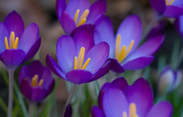 Purple, macro, flowers, spring, purple, primrose, Crocuses