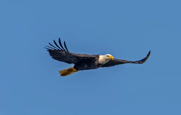 Picture flight, eagle, wings, blue sky, bald eagle, wildlife