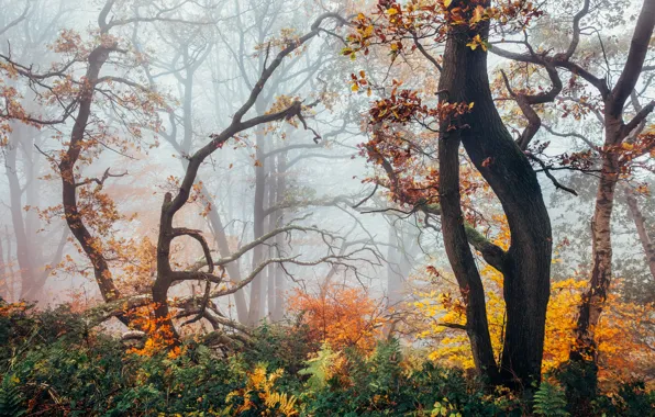 Autumn, forest, England, haze, Peak District