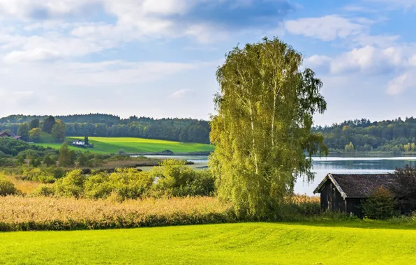 Greens, field, forest, summer, clouds, light, trees, landscape
