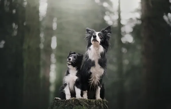 Picture forest, dogs, background