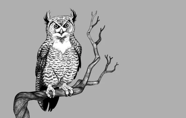 Picture tree, owl, bird, branch, light background, owl