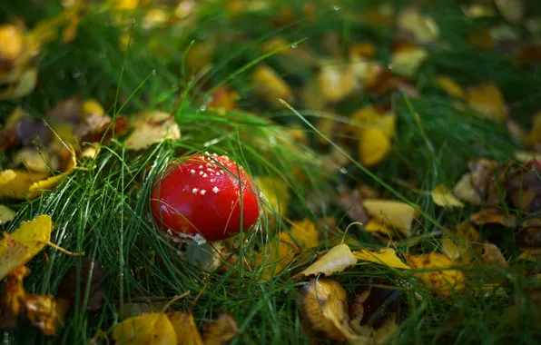 Picture forest, grass, mushroom, mushroom