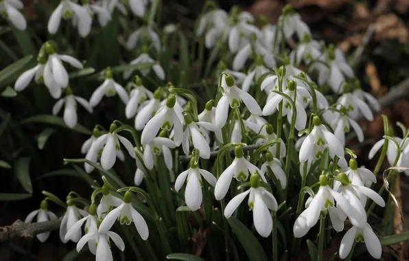 Flowers, the dark background, spring, snowdrops, white, clearing, a lot, bushes