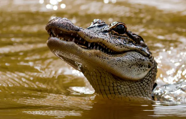 Picture face, water, head, crocodile, teeth, alligator