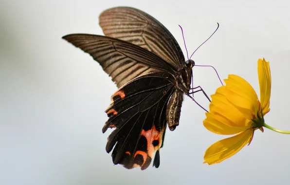 Picture flower, butterfly, wings, insect