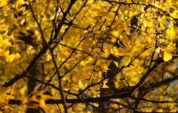 Macro, trees, branches, leaves, yellow foliage