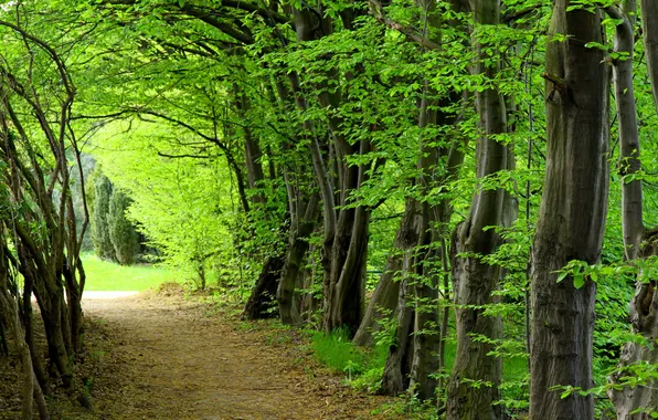 Picture forest, summer, trees