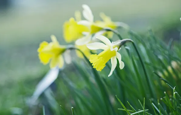 Grass, macro, flowers, meadow