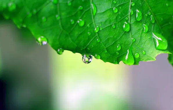 Leaves, drops, Wallpaper, green, macro photo, green macro