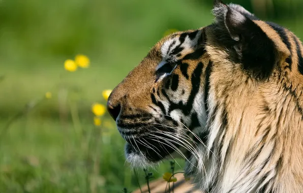 Face, tiger, predator, profile