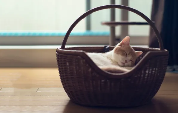 Picture cat, basket, torode