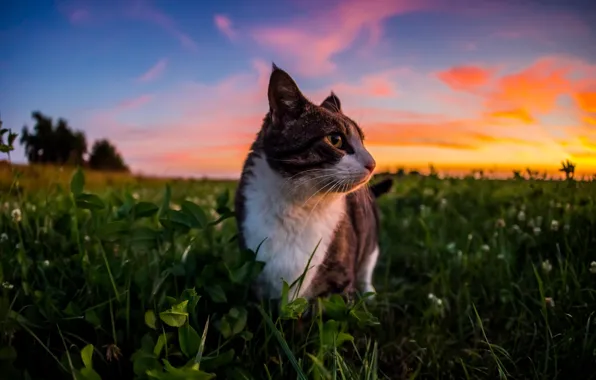 Picture the sky, grass, clouds, nature, wool, Cat