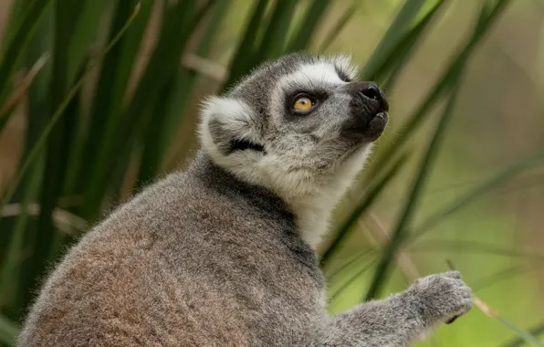 Grass, face, leaves, background, paw, portrait, lemur, sitting