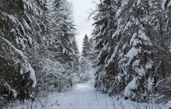 Winter, forest, snow, tree, ate, road in the forest, snowy road, snow