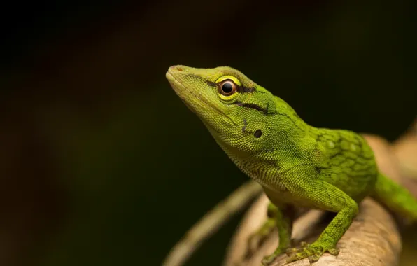 Picture nature, Neighbouring anole, Anolis parilis