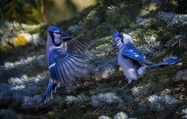 Birds, branches, nature, spruce, pair, needles, jays