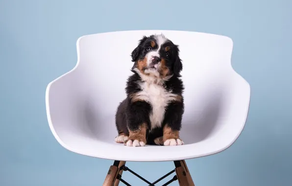 Dog, chair, baby, puppy, sitting, blue background, Bernese mountain dog