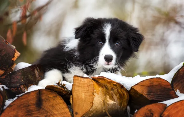 Winter, look, snow, background, black and white, portrait, dog, baby