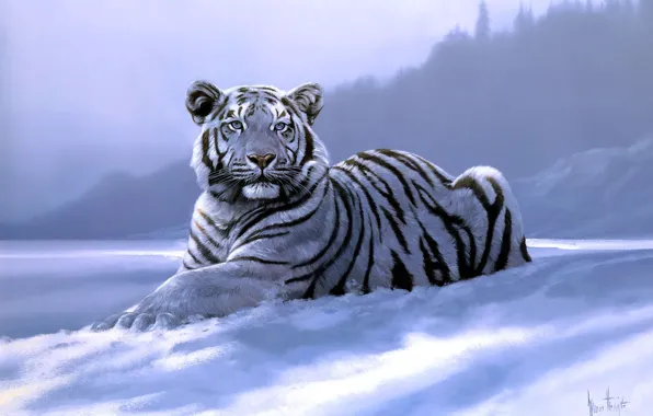 Picture tiger, art, Spencer Hodge, Siberian Tiger