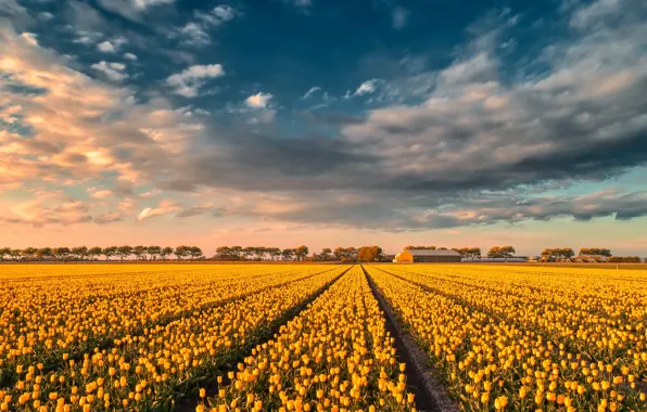 Field, the sky, clouds, light, trees, landscape, flowers, nature