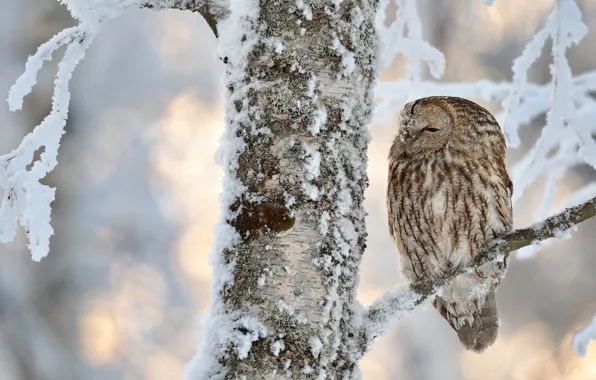 Winter, frost, snow, nature, tree, owl, bird, branch