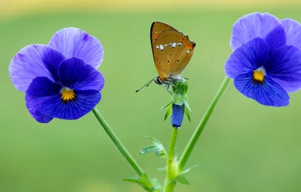Summer, macro, flowers, green, background, butterfly, insect, Pansy