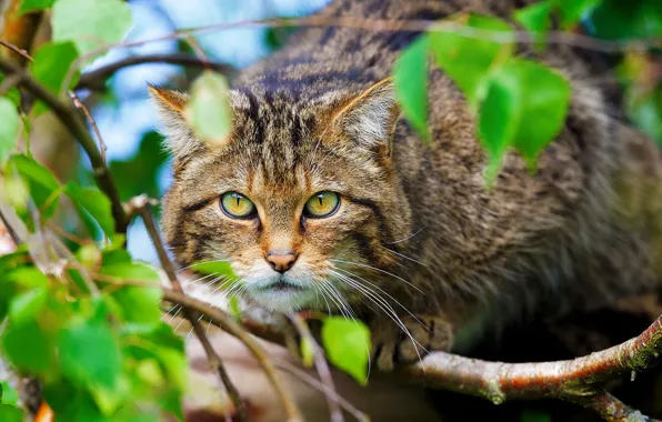 Face, animal, wild cat, Scottish Wild Cat