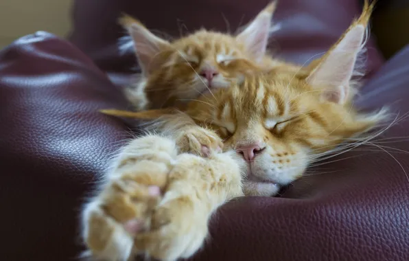 Cats, pose, cats, sleep, paws, pair, red, two