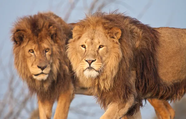 Cat, Leo, mane, lions, brothers