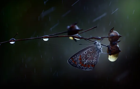 Drops, macro, branches, rain, butterfly