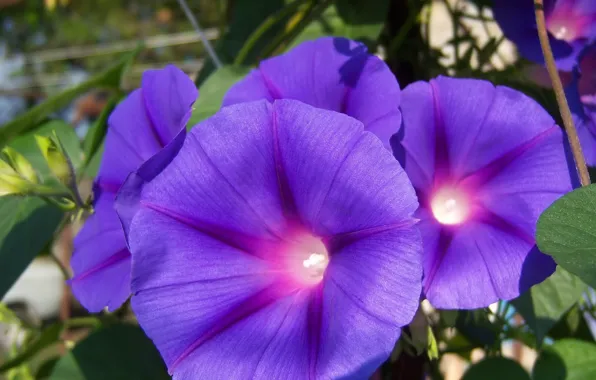 Flowers, purple, bindweed, Meduzanol ©