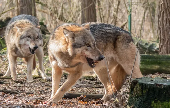 Nature, snow, predator, face, animal, wolf, wildlife, portrait