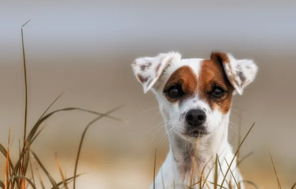 Grass, look, dog, puppy, face, The parson Russell Terrier
