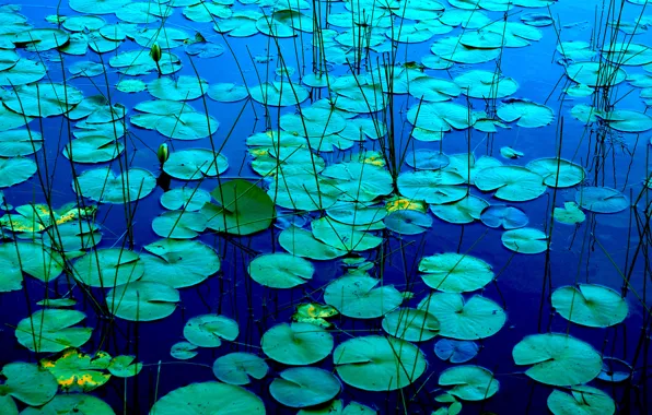 Picture leaves, lake, pond, river, plant