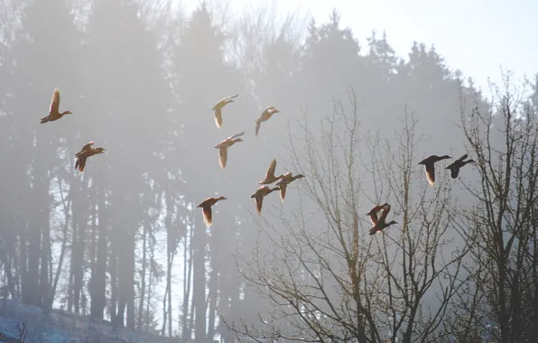 Picture birds, nature, fog, spring, morning