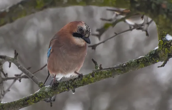 Winter, birds, Jay, sitting on a branch