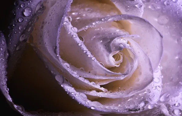 White, drops, macro, flowers, background, roses, petals, buds