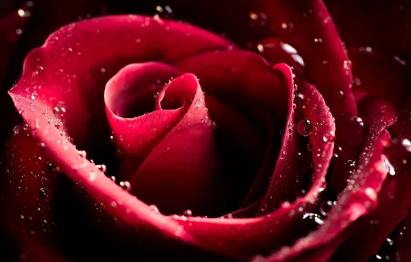 Picture flower, drops, macro, rose, petals, Bud, Burgundy