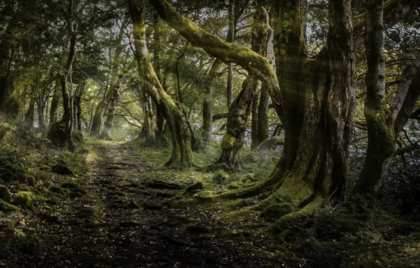 Road, forest, Scotland, sunlight