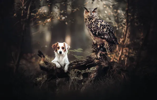 Picture forest, owl, bird, dog, snag, owl